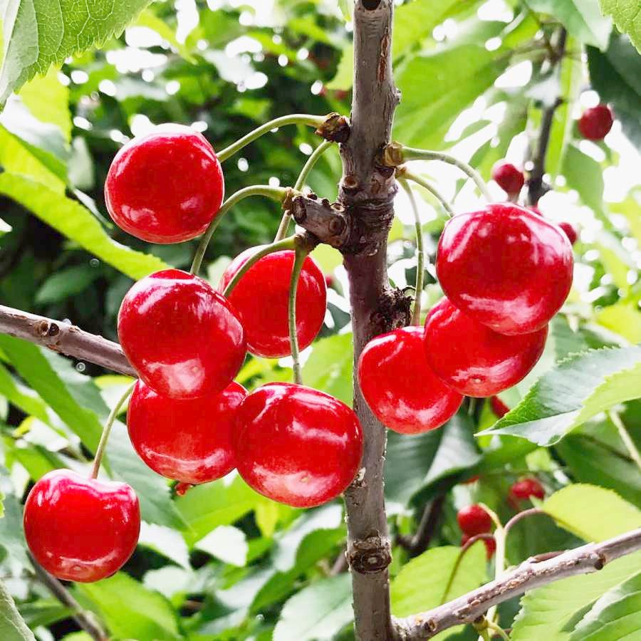 ＜アンスリーファーム＞山形県産さくらんぼ 佐藤錦 特秀品 Lサイズ以上 バラ詰め 600ｇ